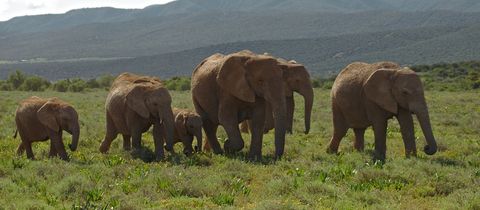 nearby-king-guest-lodge-addo-elephant-national-park