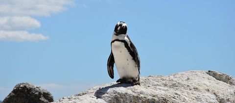 nearby-king-guest-lodge-st-croix-island-marine-reserve